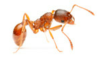 Ants