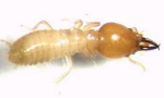 Termites