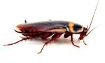 Cockroaches