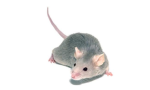 Mice