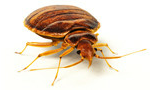 Bed Bugs