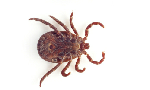 Ticks