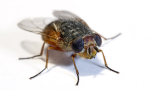 Flies