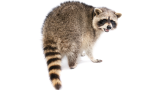 Raccoons