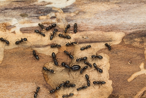 Ant Control & Extermination 4
