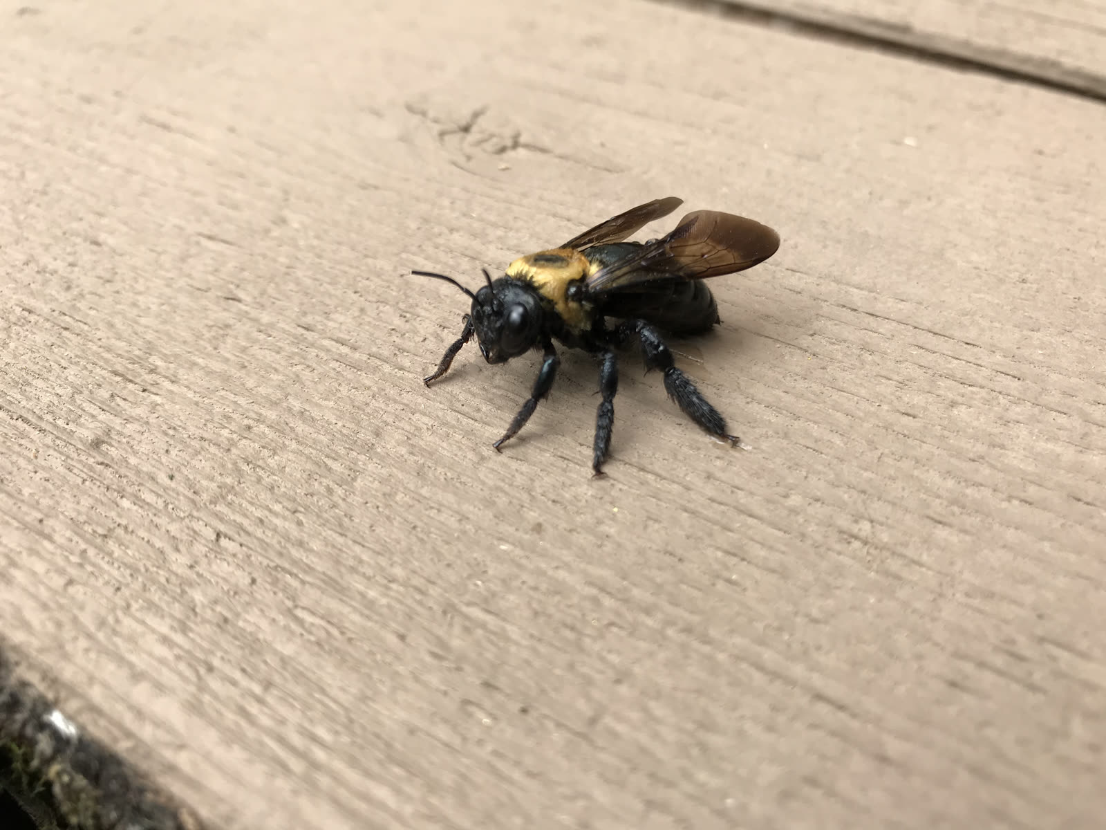 Carpenter Bee Control CT 1