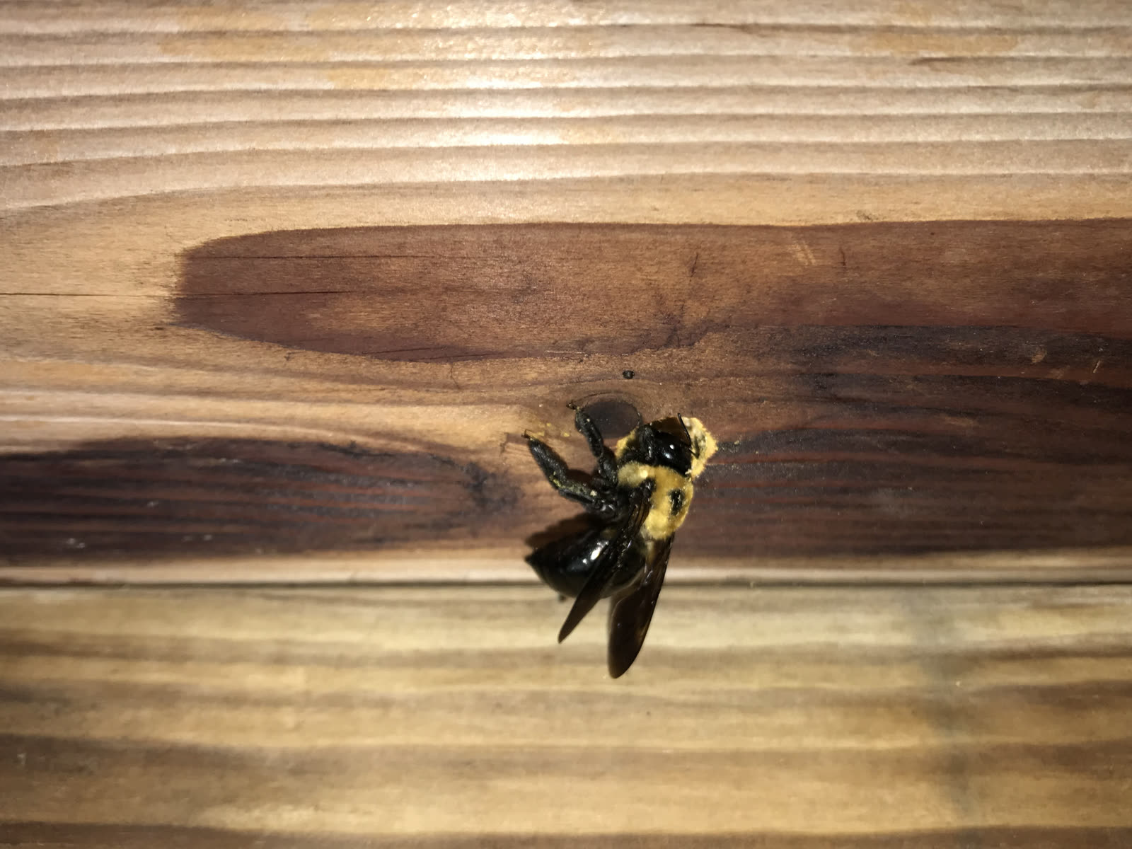 Carpenter Bee Control CT 2