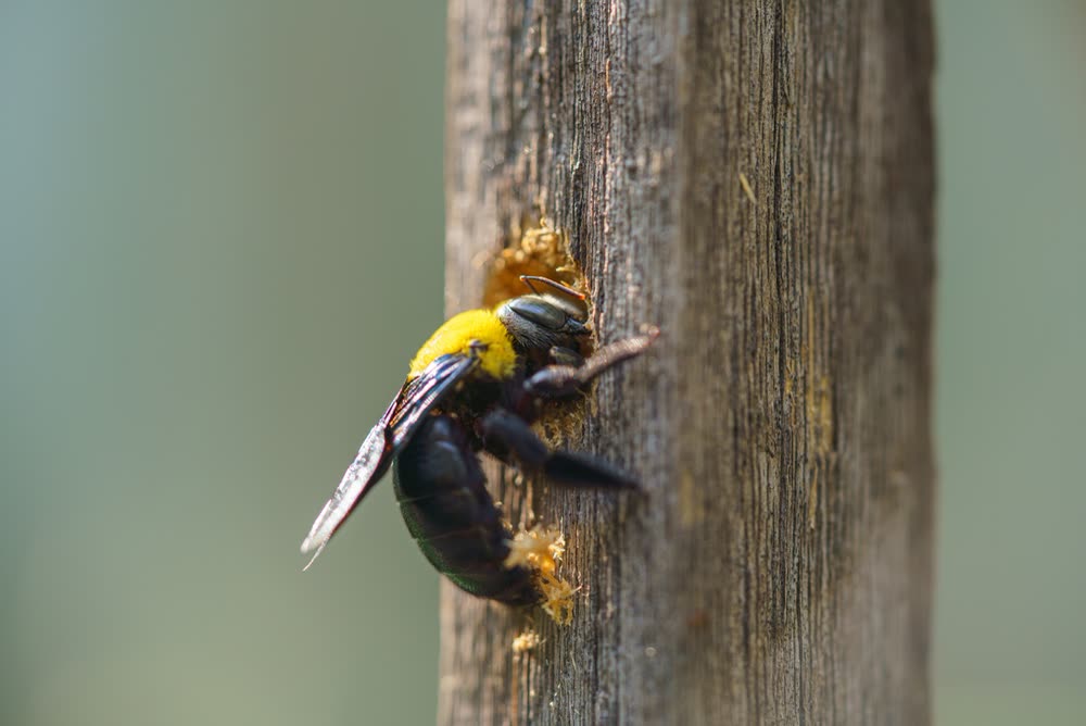 Carpenter Bee Control CT 3