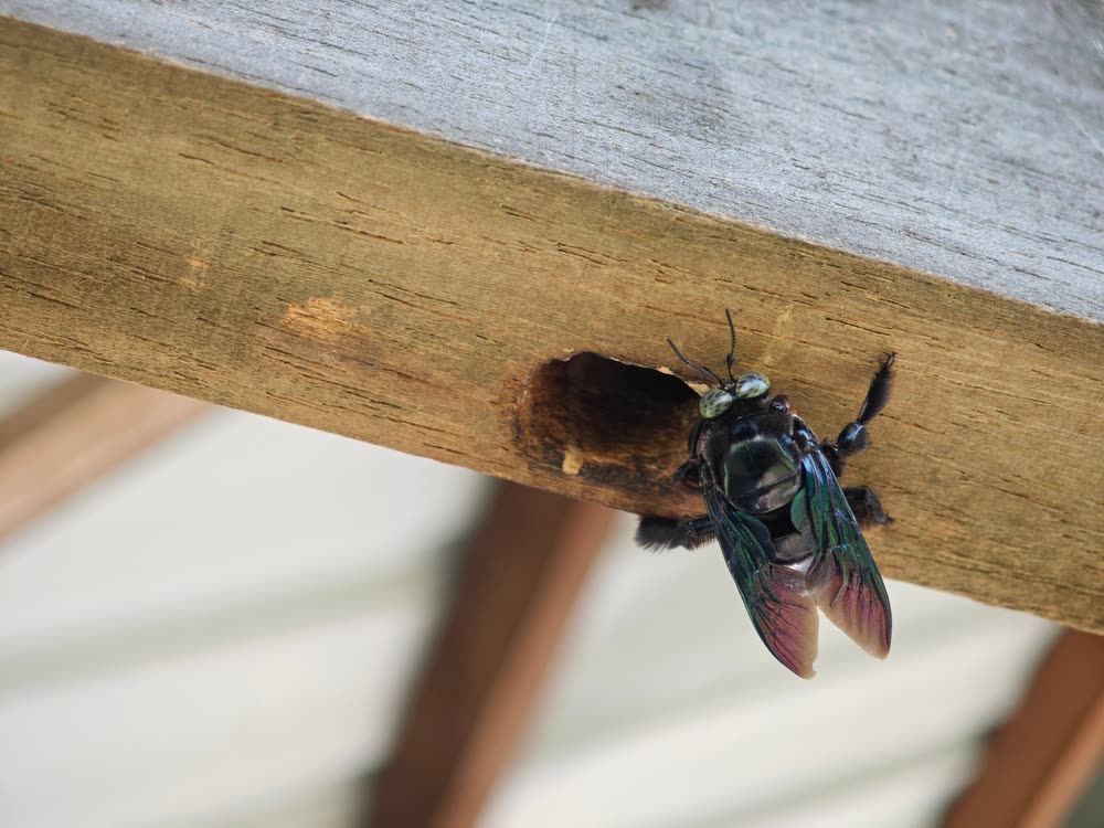 Carpenter Bee Control CT 4