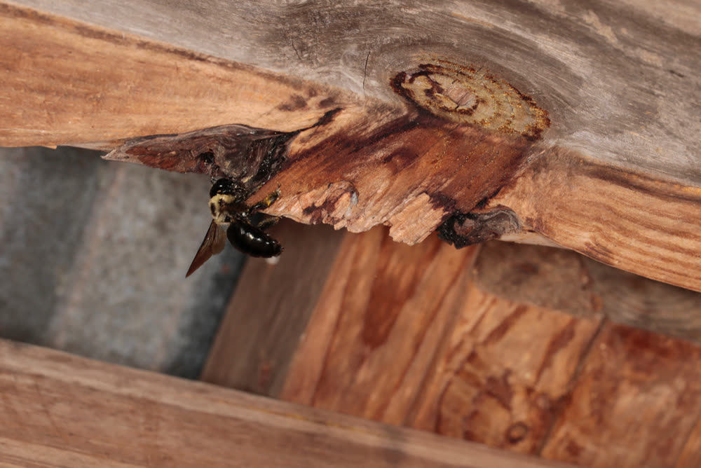 Carpenter Bee Control CT 5