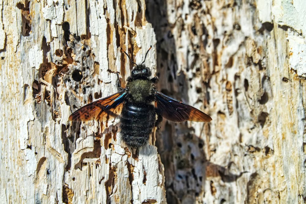 Carpenter Bee Control CT 6