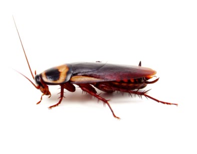 Cockroach Control & Removal 1