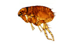 Flea Control & Treatment CT 2