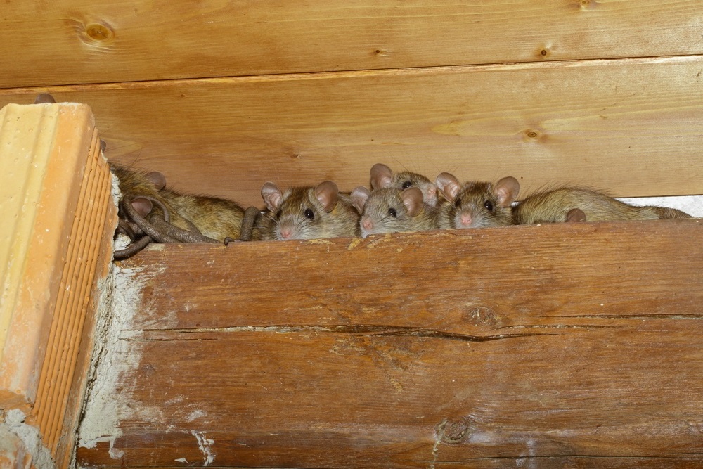 Rodent Control CT 1