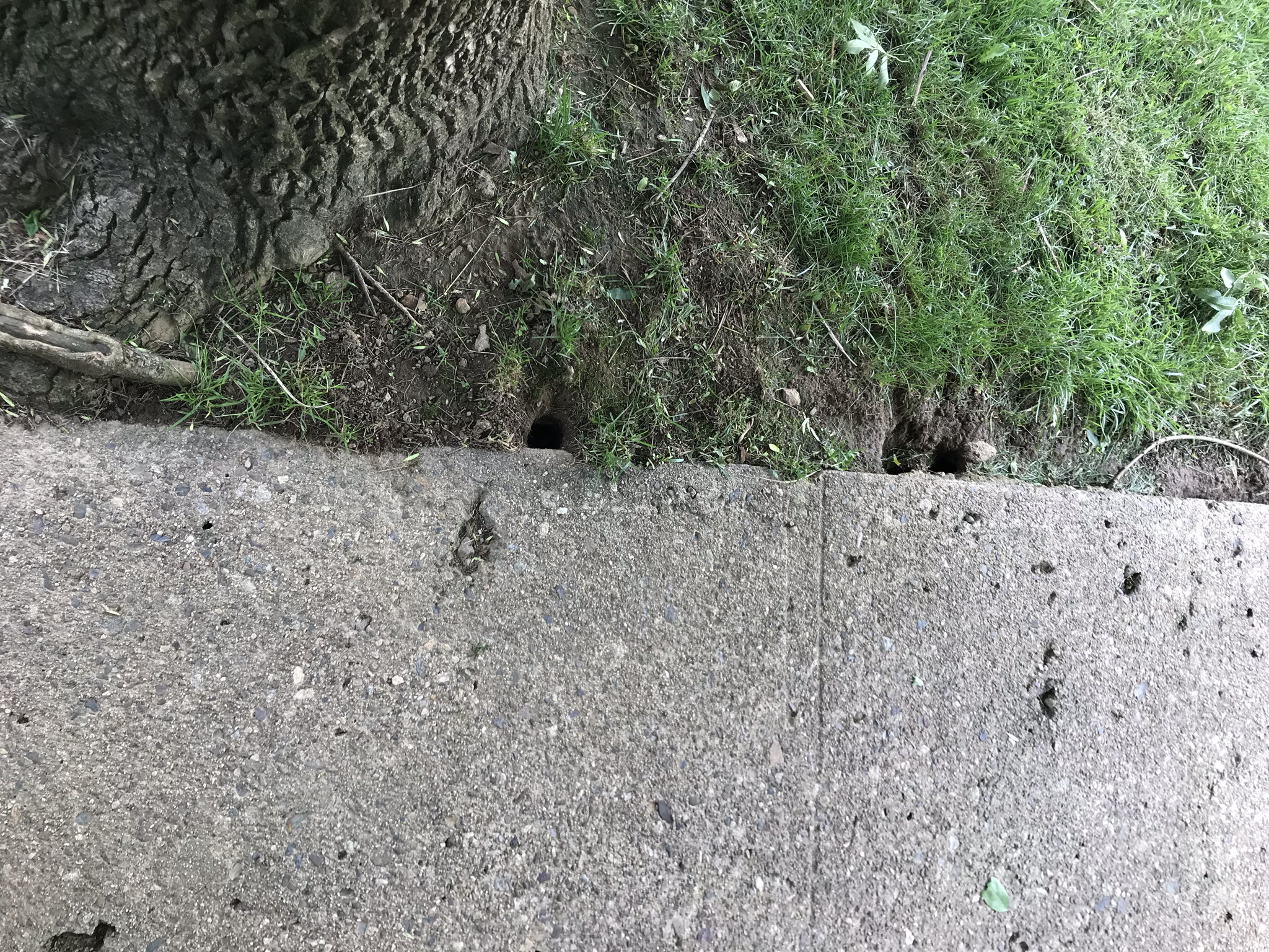 Rodent Control CT 2