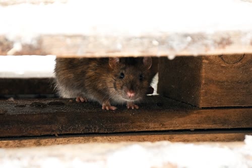 Rodent Control CT 3