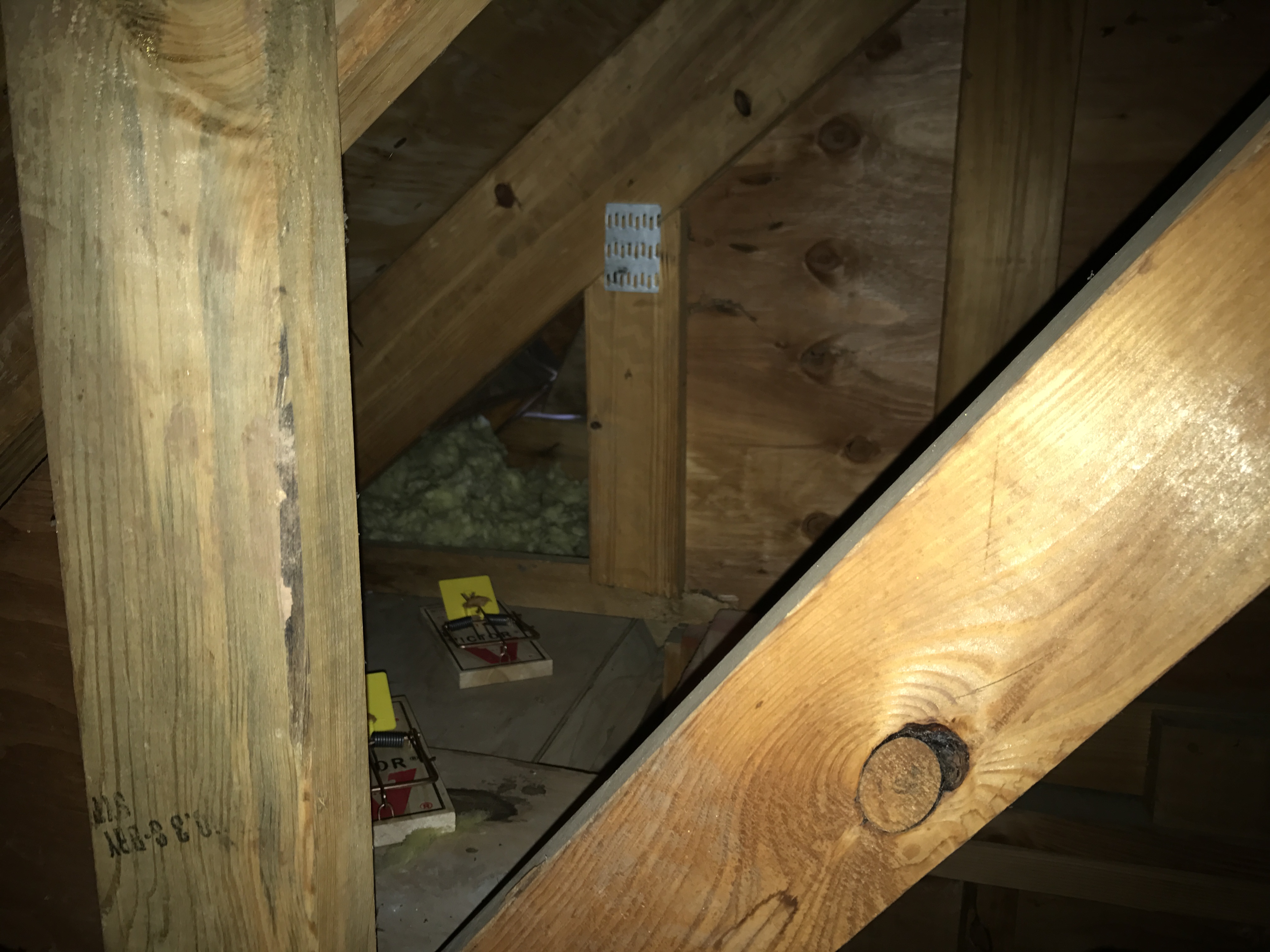 Rodent Control CT 4