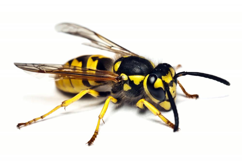 Bee, Wasp & Hornet Removal CT 6