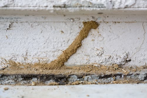 Termite Control CT 1