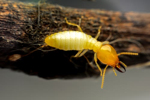 Termite Control CT 2