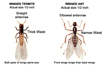 Swarming termite (left) vs. swarming ant (right)