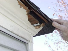Wildlife Removal CT 5