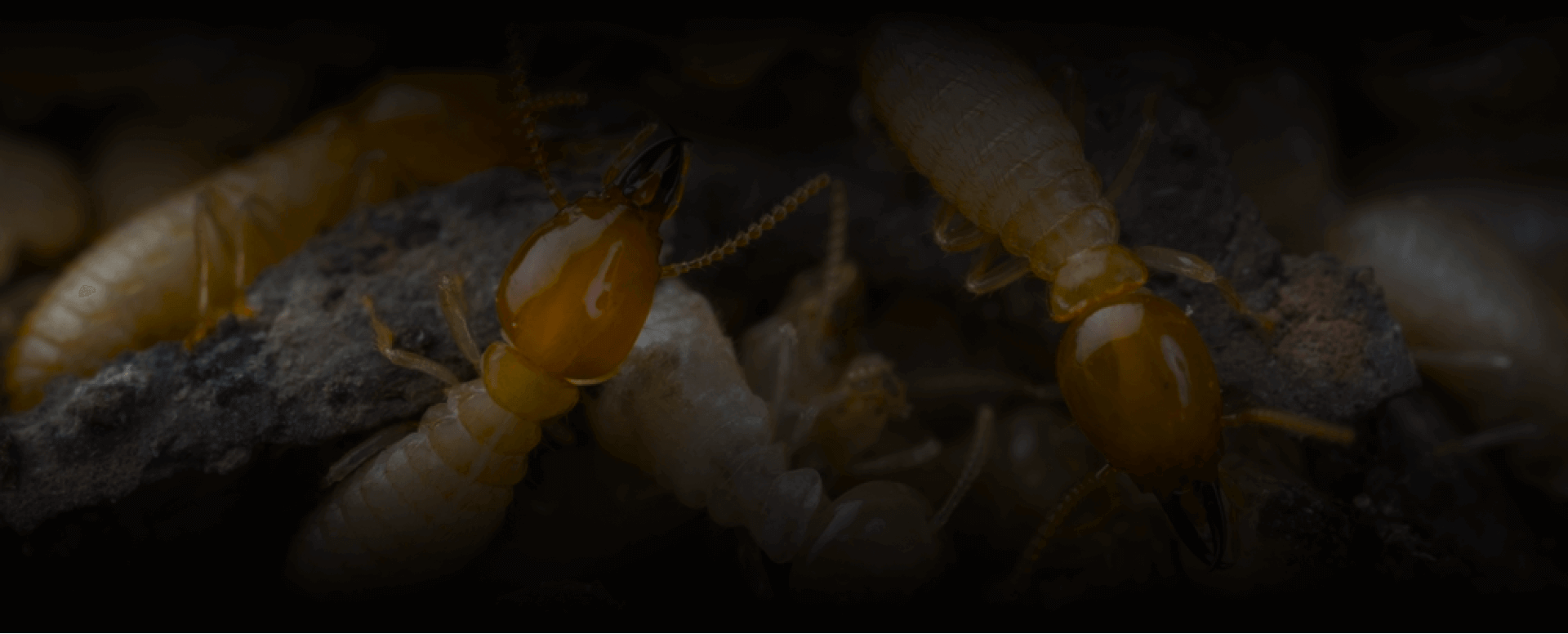 Termite exterminators - A picture of a big termite