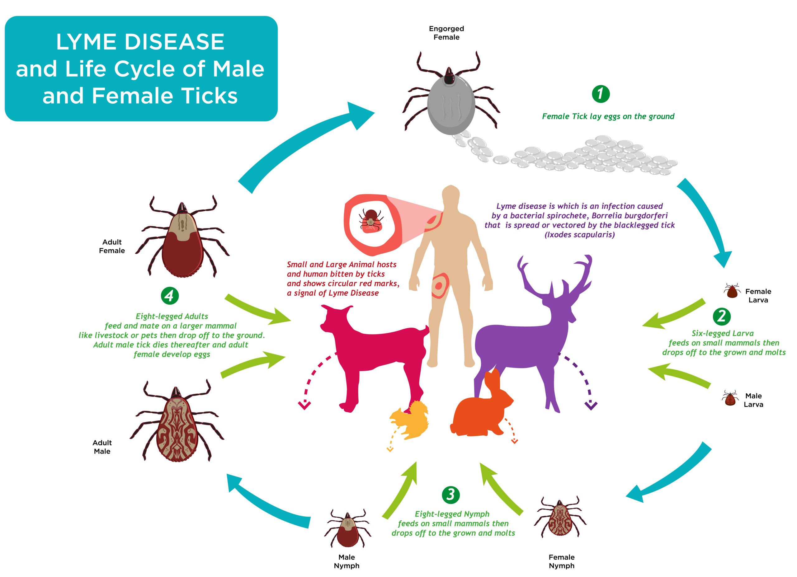 Life-cycle of ticks