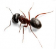 A photo of an ant.