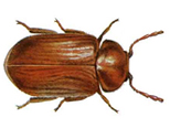 Drug store beetle