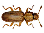 Sawtooth beetle