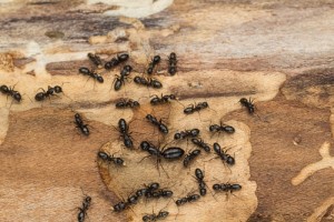 A swarm of carpenter ants