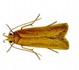 Grain moth