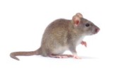 house mouse grey