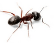 Small, pavement ants