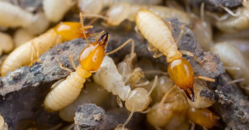 Subterranean termites