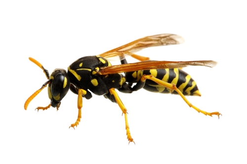 A photo of a wasp