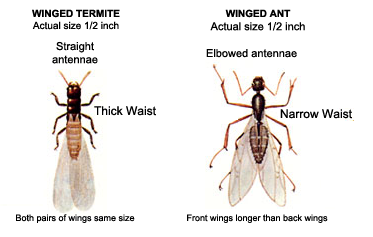 Winged termites
