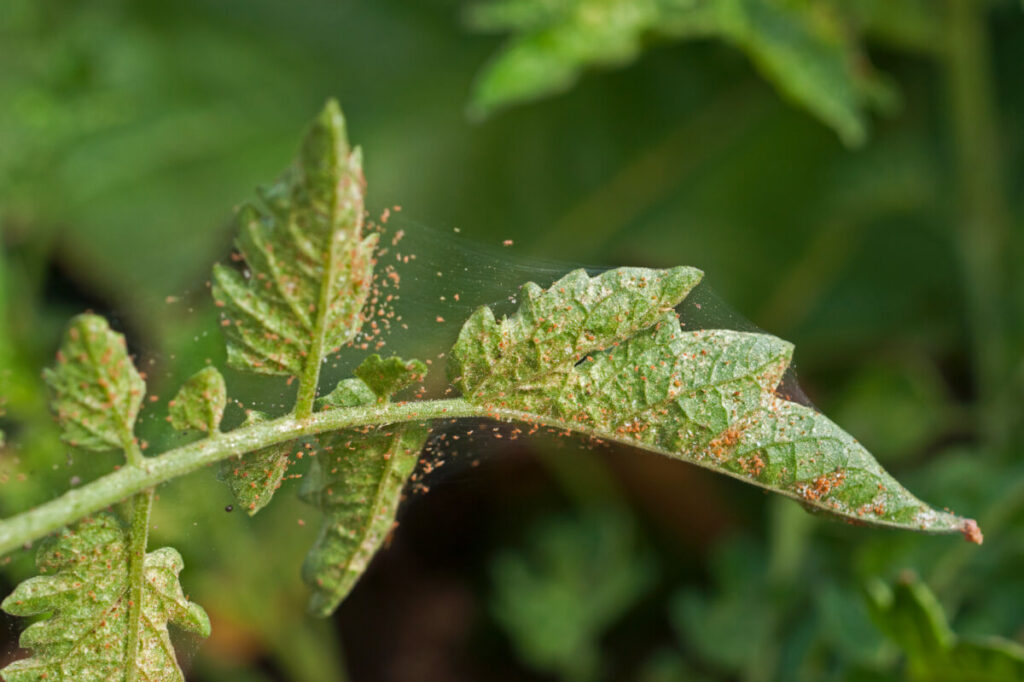 A large population of spider mite