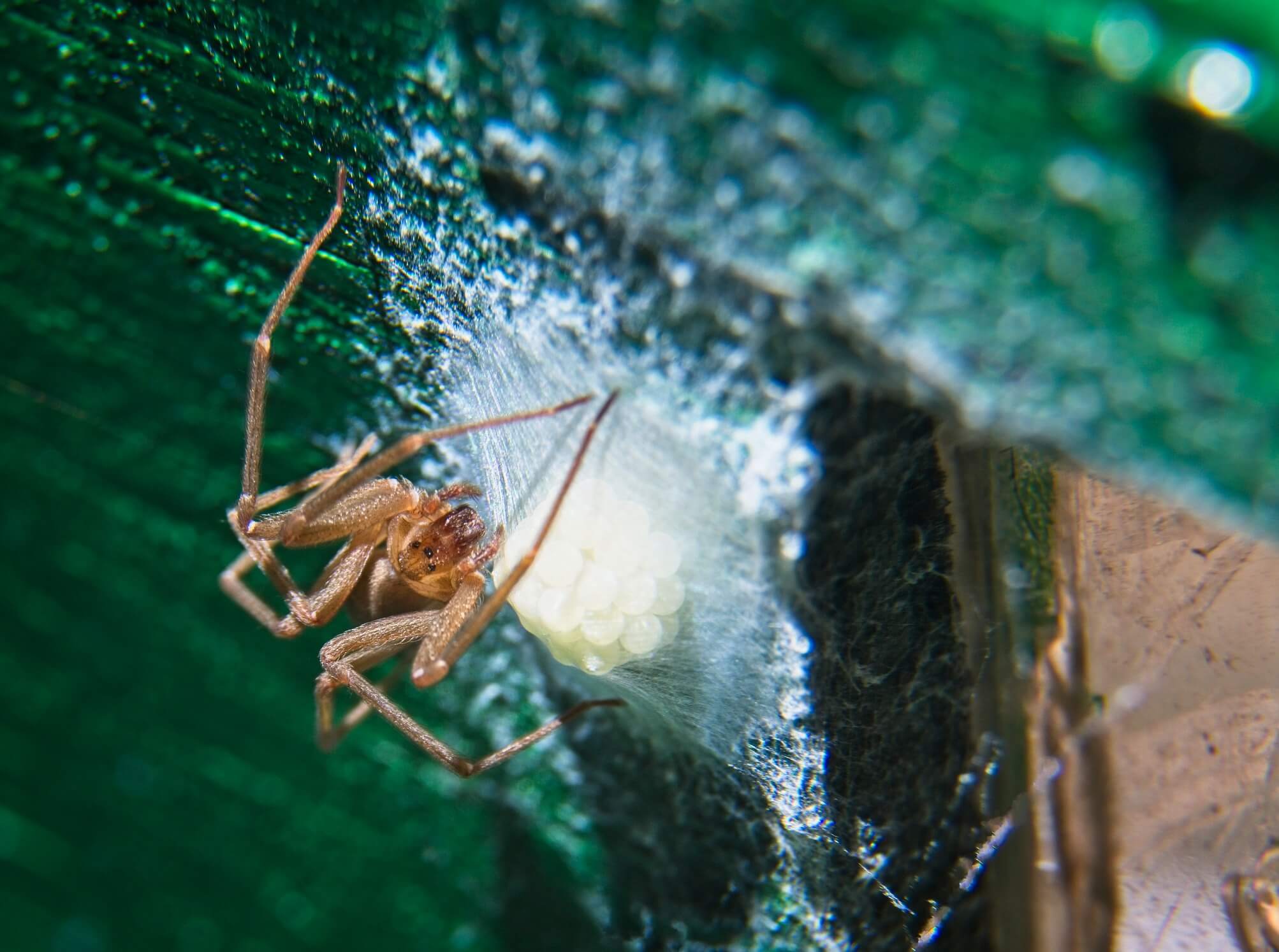 What Are The Signs Of Brown Recluse Infestation And How Can ...