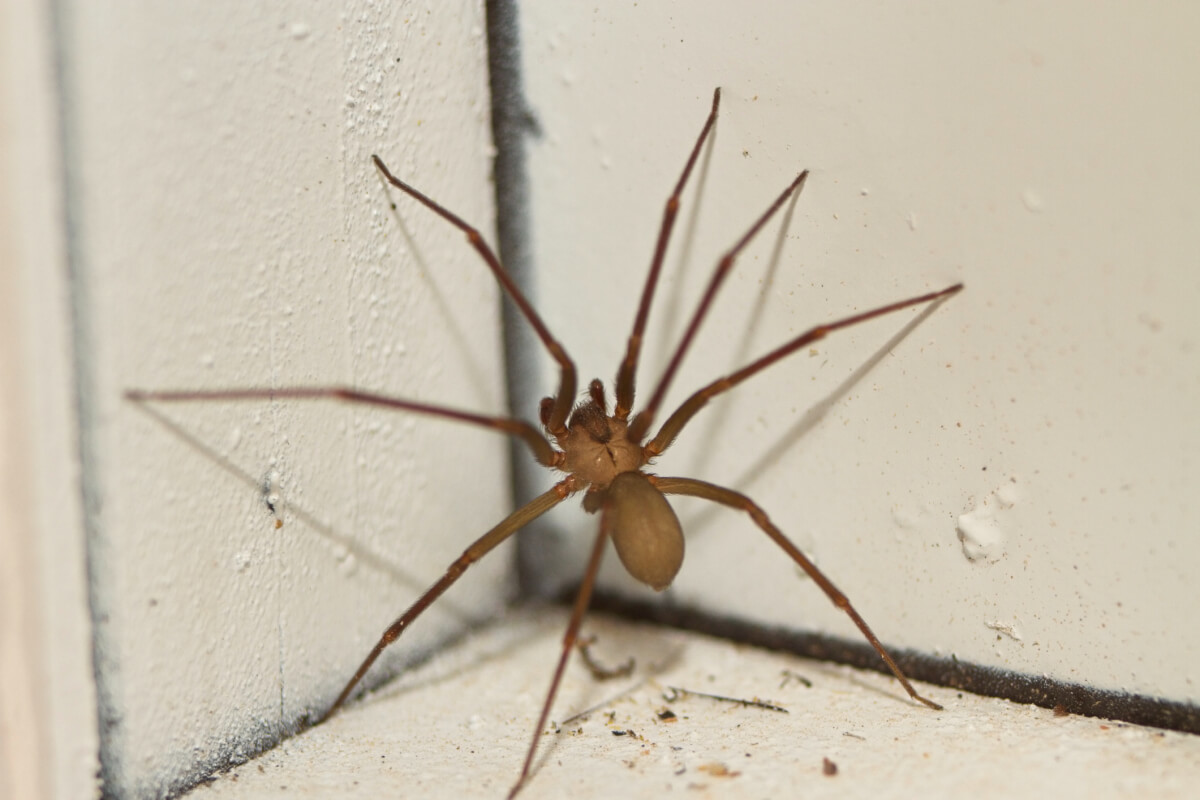 Are Black Widow Spiders and Brown Recluse Spiders Really Poisonous?