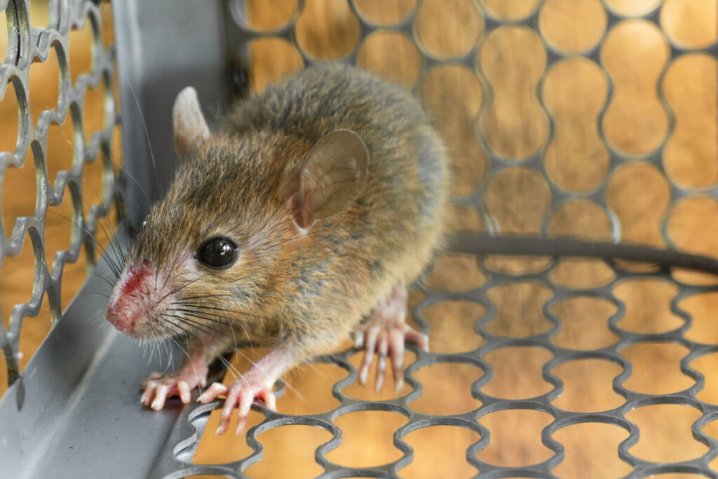Mice trapped in a trap cage