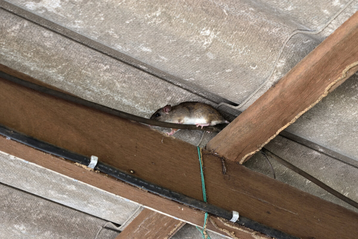 https://www.yalepest.com/wp-content/uploads/2021/12/The-rat-walk-in-the-space-between-the-wooden-beam-and-the-roof-tiles.jpg