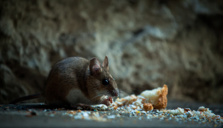 mouse roaming in house and eating food
