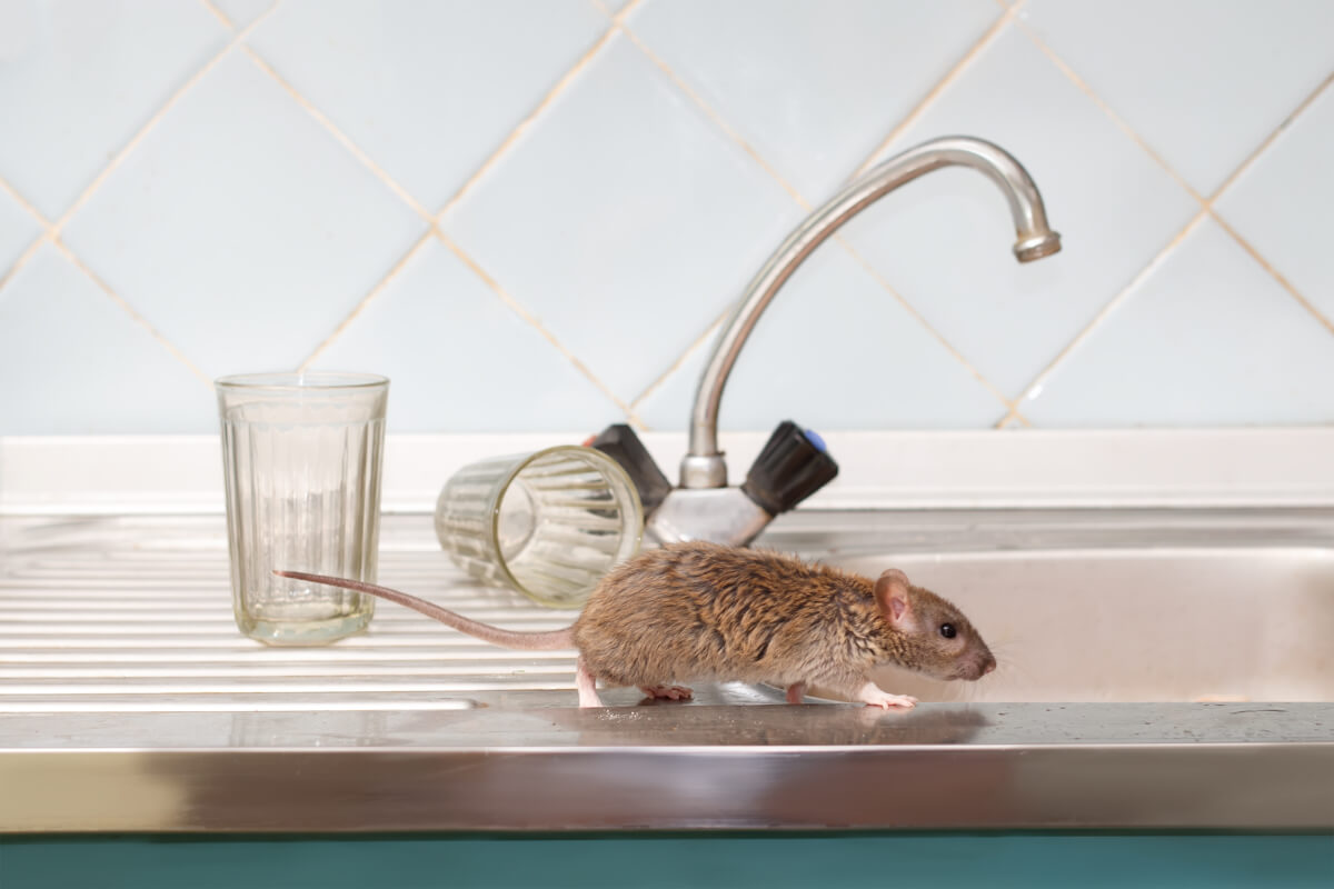 Simple Tricks To Catch Mice In The House - Mouse Control