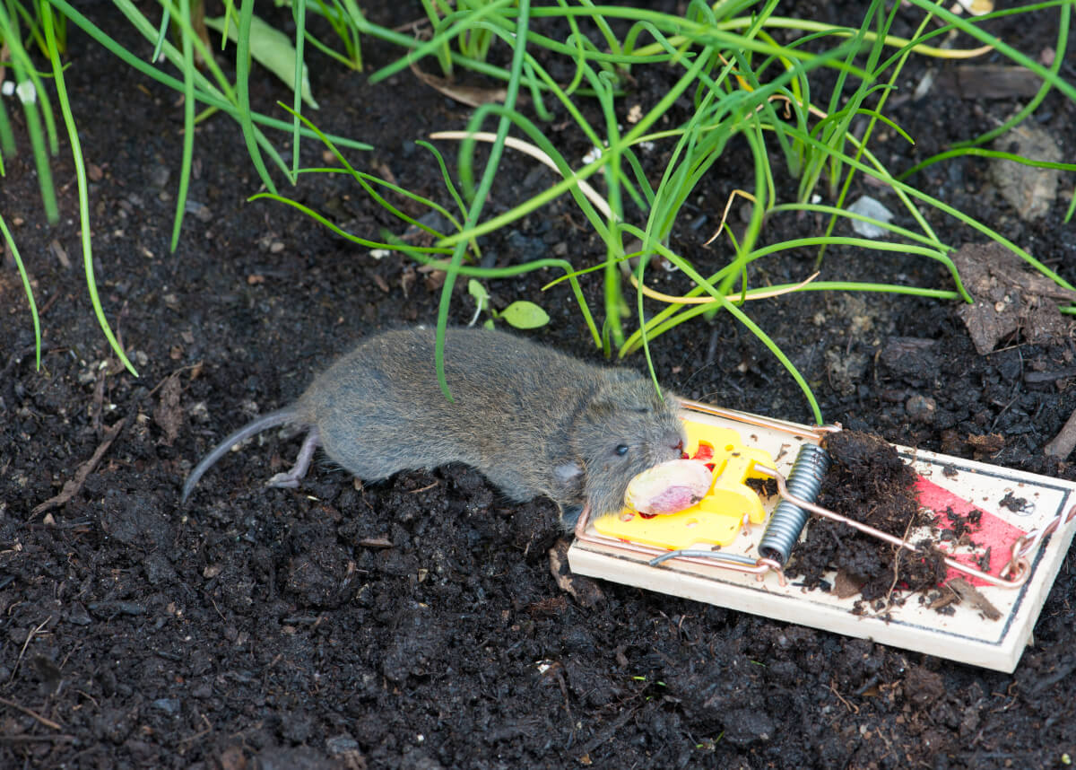 How to Trap A Mouse That Eats the Bait Off the Trap - Yale Pest Control