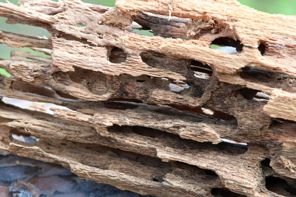 Holes created by carpenter ants pest control needed