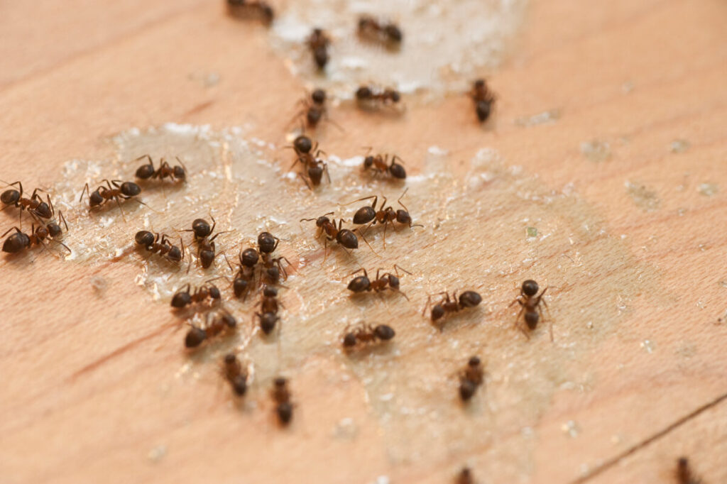ants baited by professional pest control ant control