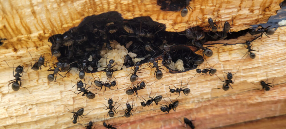 How To Locate Carpenter Ant Nests Inside The Walls Yale Pest Control