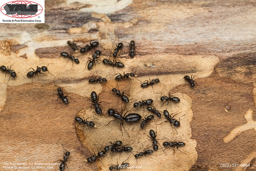 ants on wood surface